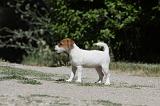 PARSON RUSSEL TERRIER 116